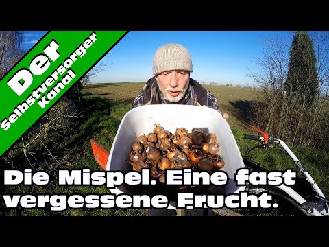 Wild fruit: The medlar in the garden all year round