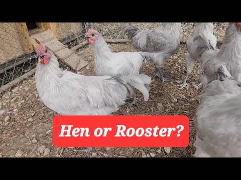 Help Us With Our Lavender orpington Chickens, What are they?