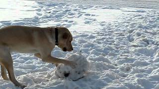 Dog making a snowball