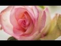 Jeanne Newhall "Reach Me Tonight" from GLIDE DELUXE EDITION