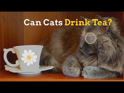 Can Cats Drink Tea | Is Tea Time Healthy for Your Feline
