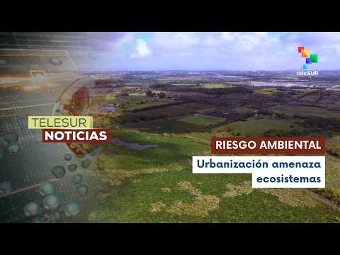 Proyecto inmobiliario pone en riesgo los Bañados de Carrasco en Montevideo