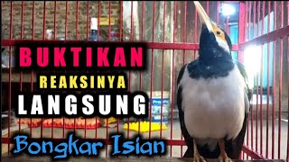 Download lagu jalak suren betina gacor - pancingan jalak suren macet bunyi - muda - stres biar bongkar isian mp3