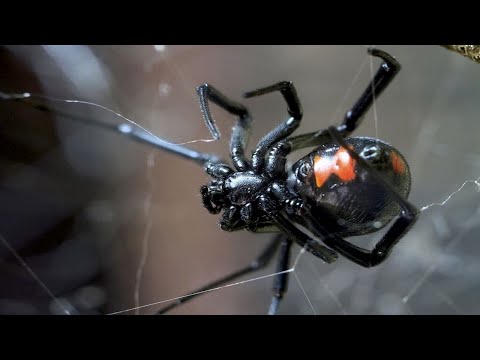 Schwarze Witwe - Die Kannibalistische Spinne / Dokumentation