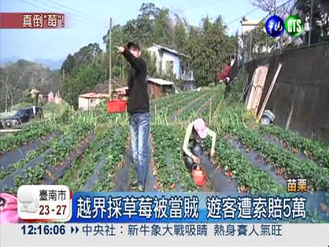 越界採5顆草莓 遊客遭索賠5萬
