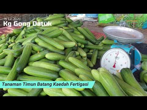 , title : 'Projek Timun Batang Fertigasi - Kutip hasil 15 Jun 2020'