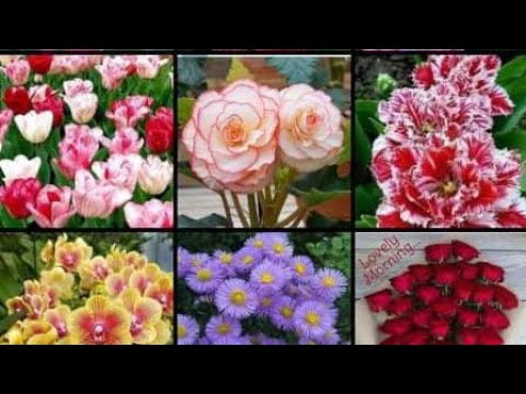 Blooming Flowers Time Lapse/ Beautiful Flowers with Romantic love song music non copyright
