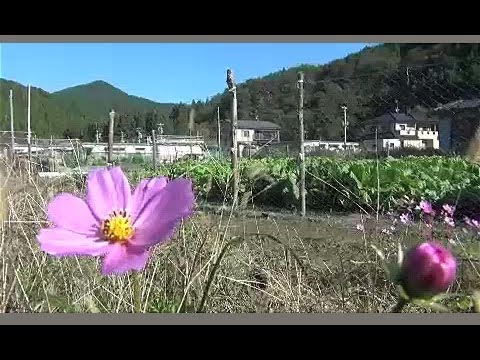 東日本大震災シリーズ9　女川・復興農園の秋～仮設住民の思い(前編)～