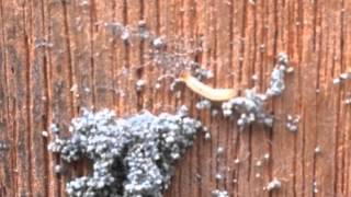 preview picture of video 'Clothes Moth Larvae Crawling (Wandsworth, London SW18)'