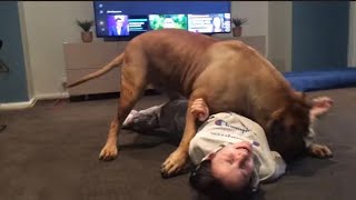Download lagu Boerboel wrestling sister gently mp3 Download lagu Boerboel wrestling sister gently mp3