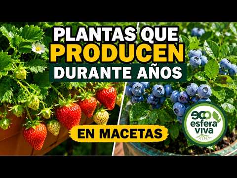 Plantas que Producen Durante Años en Macetas | Fresa, Arándano, Perejil