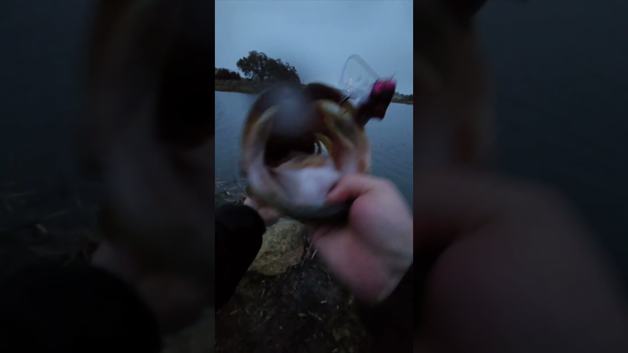 GIANT bass caught on prototype rat