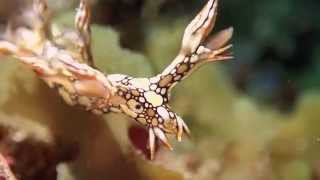 preview picture of video 'Bornella Stellifer (sea slug) ＠ Kenting Taiwan 火麒麟 海蛞蝓 墾丁 南青潛水'