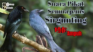 Download lagu 🔴Suara Pikat Srigunting Ribut // Ampuh untuk semua jenis Srigunting mp3
