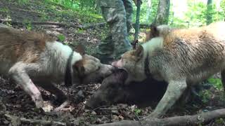 Лов на сипея