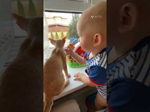 Animals _cute 🥰 cat!phani video #