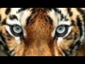 Eye of the Tiger Survivor MP3 Video HD/HQ 