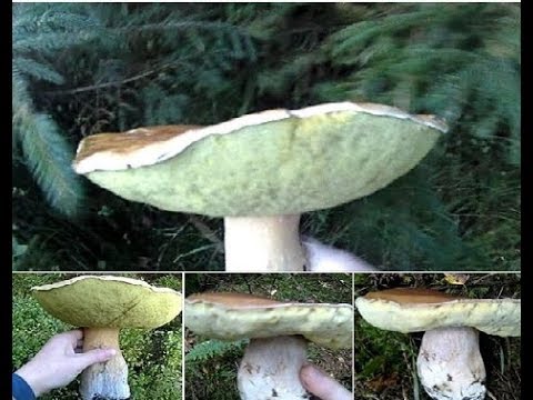 білі гриби в карпатах 2017.белые грибы в Карпатах 2017.white mushrooms in the Carpathians of 2017.