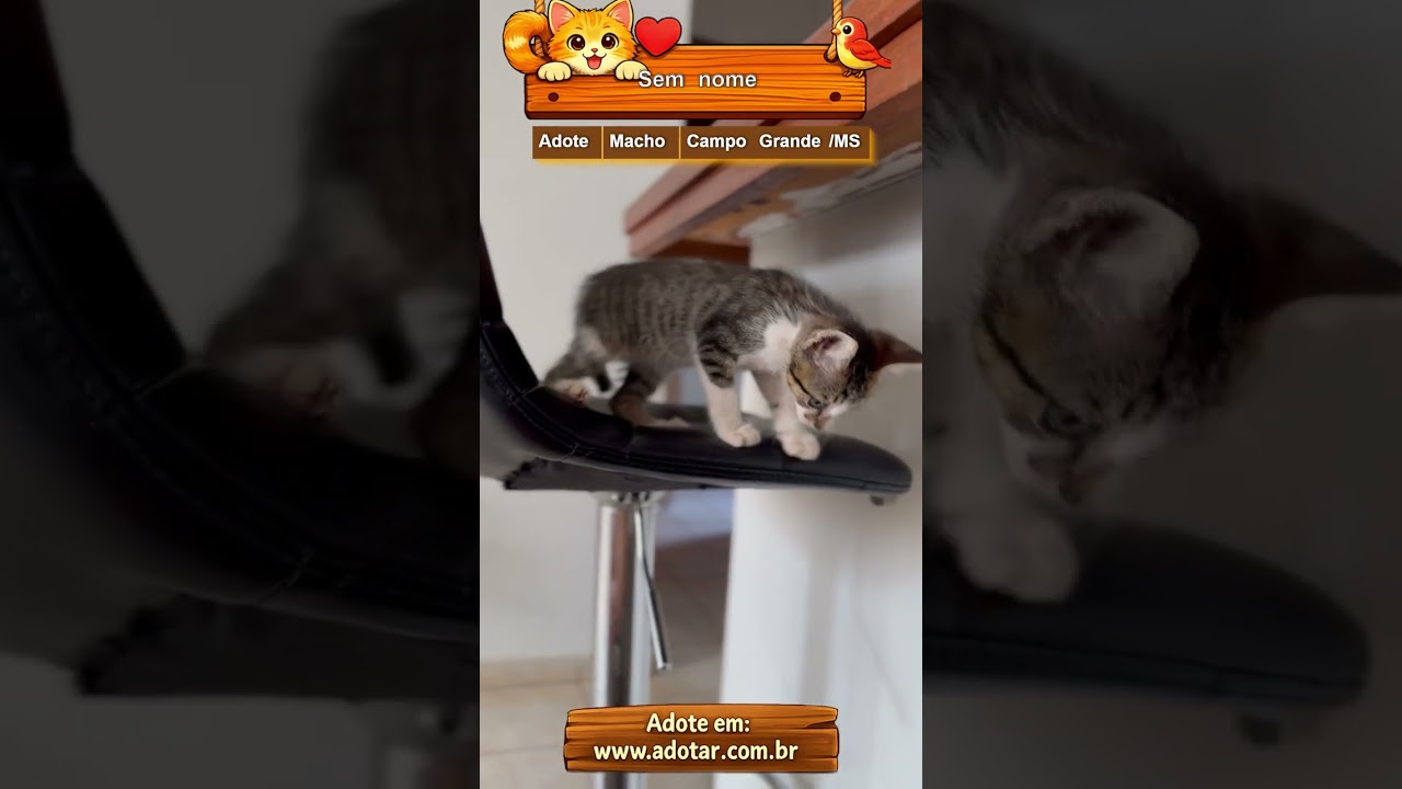 Gato raça SRD-ViraLata idade 2 a 6 meses nome Sem nome