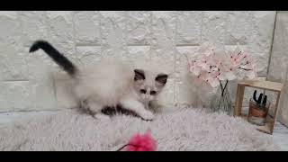 ラグドールの動画01