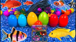 Colorful fish surprise eggs, crayfish, shark, angelfish, goldfish, koi, catfish in the pool