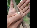 Cara mencangkok pohon mangga step by step
