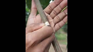 Download lagu How to graft a mango tree step by step mp3