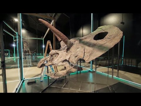 Denmark’s Museum of Evolution unveils the ‘biggest’ dinosaur skull
