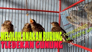 Download lagu Anakan TLEDEKAN gunung, anakan burung TLEDEKAN gunung, Burung klasik yang menarik mp3