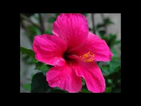 DJ Lakosta "ZOUK REMIIX 2016" 👍