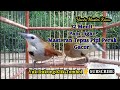 Masteran Pancingan Burung Tepus Pipi Perak 32 Menit Gacor