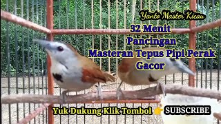 Download lagu Masteran Pancingan Burung Tepus Pipi Perak 32 Menit Gacor mp3