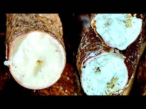 What You Need to Know Before Buying Cassava/Yuca at the Grocery Store