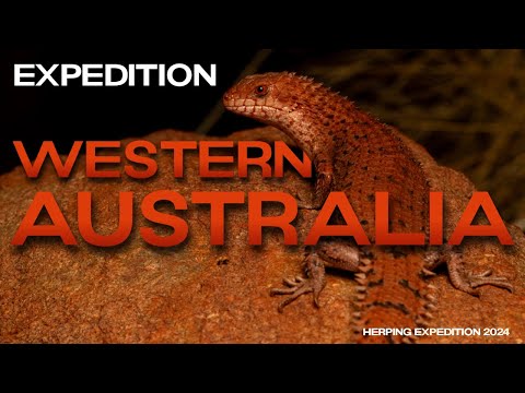 Reptiles & Amphibians of WESTERN AUSTRALIA (Herping Expedition 2024)