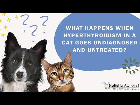 FAQ: What happens when hyperthyroidism in a cat goes undiagnosed and untreated?