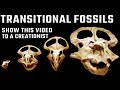 Multiple Examples of Transitional Fossils: Evidence of Evolution