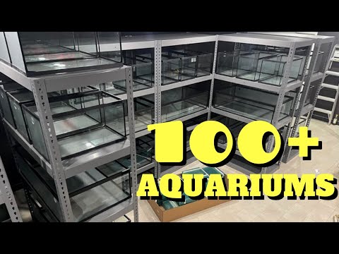 Preparing for AUTO WATER CHANGE System | Fish Room Update