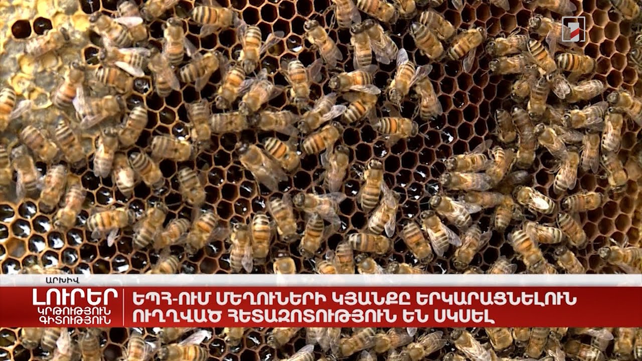 ԵՊՀ-ում մեղուների կյանքը երկարացնելուն ուղղված հետազոտություն են սկսել