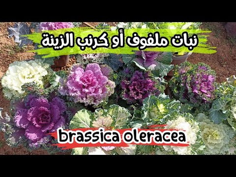 , title : 'معلومات حول نبات ملفوف أو كرنب الزينة وكيفية العناية به brassica oleracea'