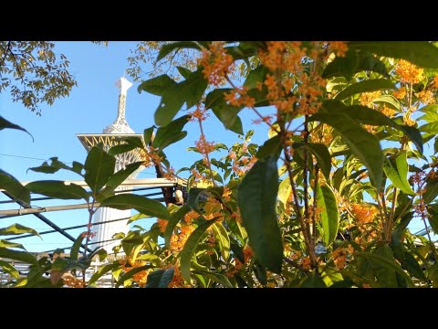 Espaço verde Tsurumi (cosmos, osmanthus)