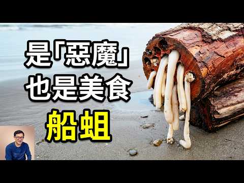 大航海時代的惡魔，也是神秘的地獄美食！曾幫人類對抗瘟疫，啟發了盾構機，木頭裡的「生蠔」，船蛆的瘋狂真相……【老肉雜談】#動物 #海鮮 #海洋 #知識 #美食