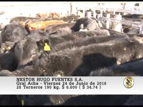 24-06-16 Ventas de Machos - Nestor Hugo Fuentes S.A. - Gral. Acha.