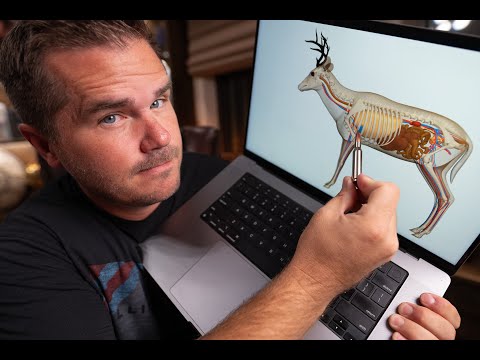 High-shoulder vs Lung shot: Where to Shoot a Deer with a rifle