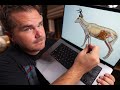 High Shoulder Vs Lung Shot Where To Shoot A Deer With A Rifle