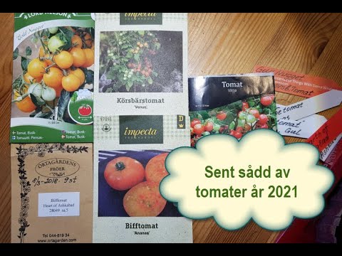 , title : 'Sent sådd av tomater år 2021'