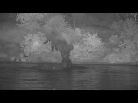 Djuma: Elephants having a night time pool party - 02:25 - 04/10/20