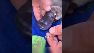 Download lagu Man releases rescued platypus back into the wild ❤️ mp3 Download lagu Man releases rescued platypus back into the wild ❤️ mp3