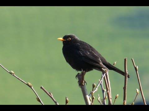 Sounds of Nature Blackbird 1 Hour of the Blackbird's Song