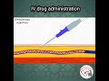 IV DRUG ADMINISTRATION PROCEDURE ANIMATED EXPLANATION Shorts Medicine Nurse