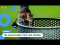 Eng of schattig? Er worden veel meer ratten gezien